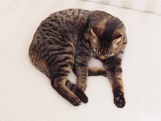 猫の待合室・診察室1