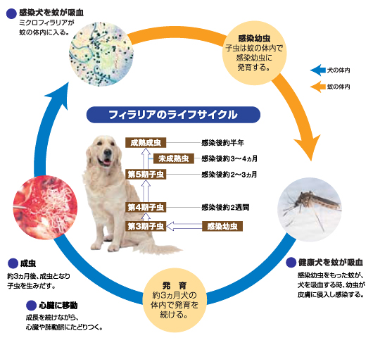 フィラリアについて