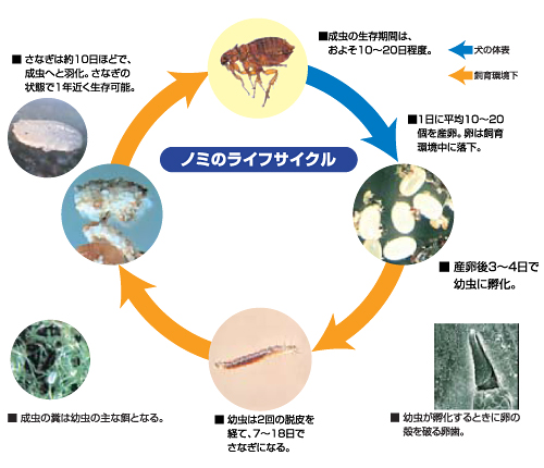 ノミ・ダニ予防について